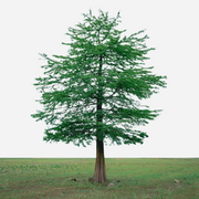 Carbon Offset