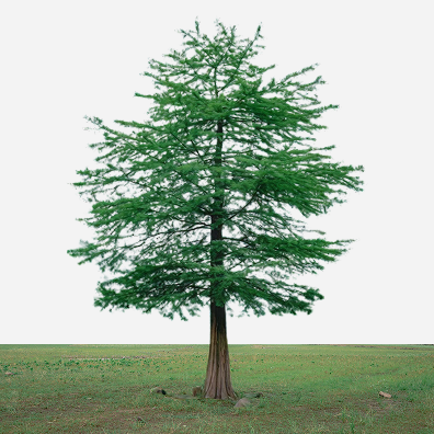 Carbon Offset